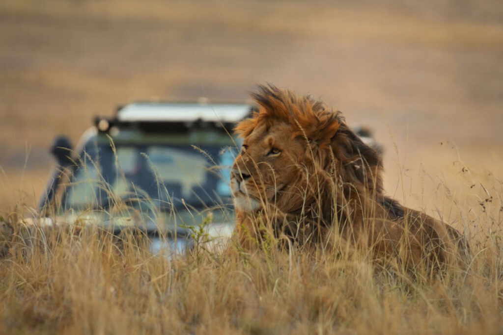 14 Day Best of East Africa Safari