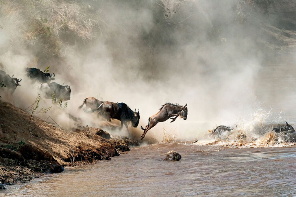 8 Day Kenya–Tanzania Great Wildebeest Migration Safari