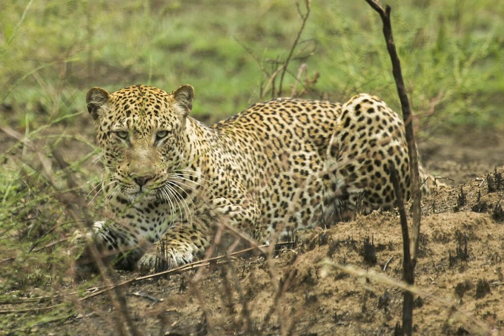 3 Day Wildlife Safari in Akagera National Park