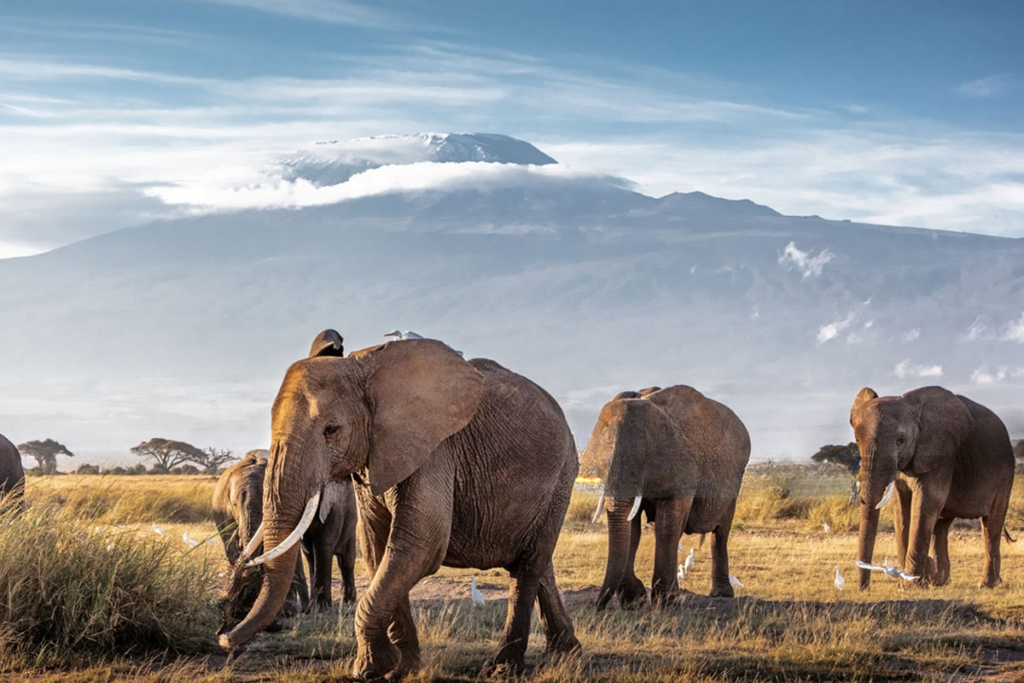 7 Day Best of Kenya and Tanzania Safari