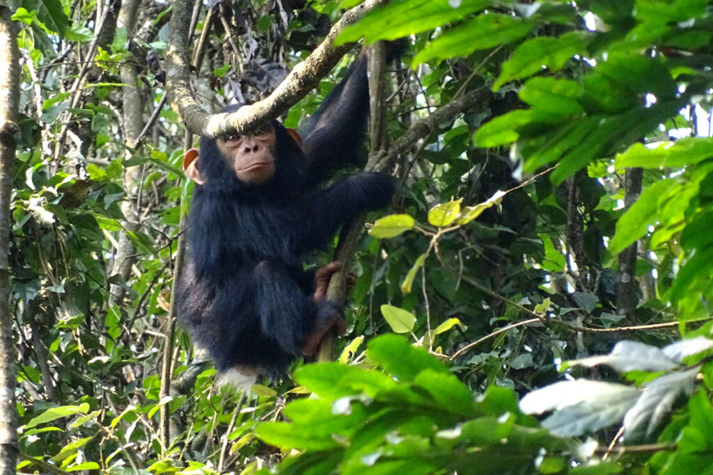 5 Day Rwanda Primate Safari Experience