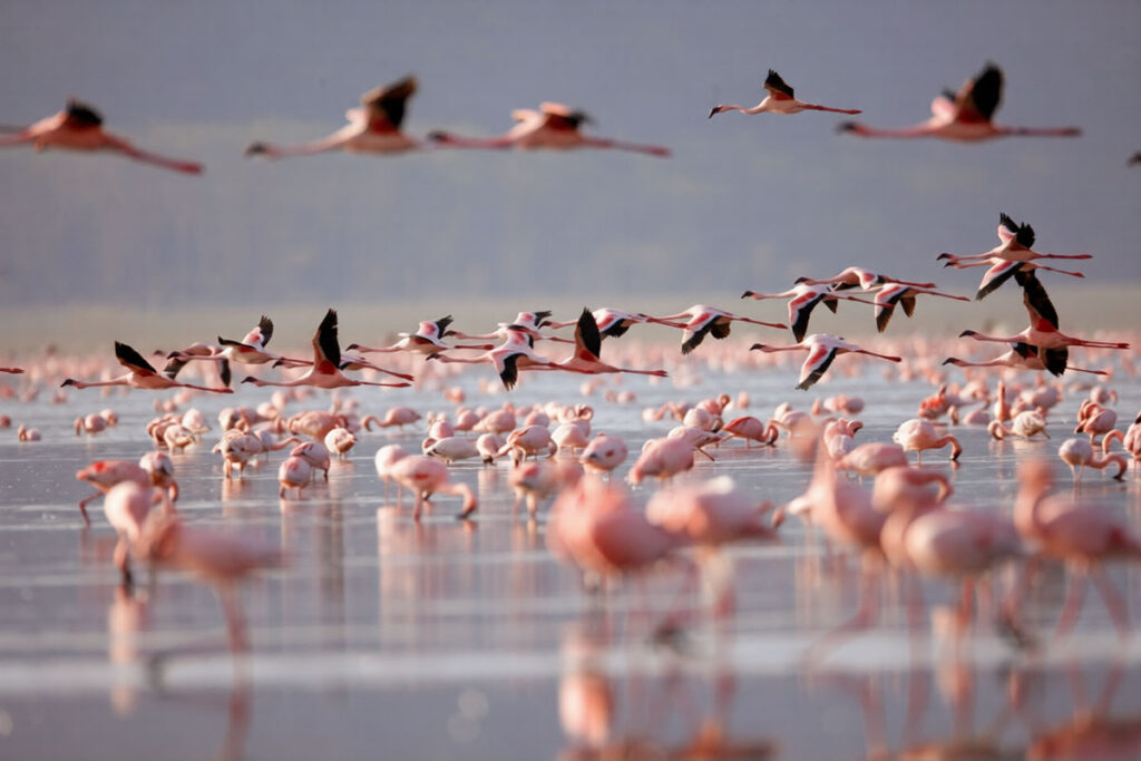 Bird Watching in East Africa
