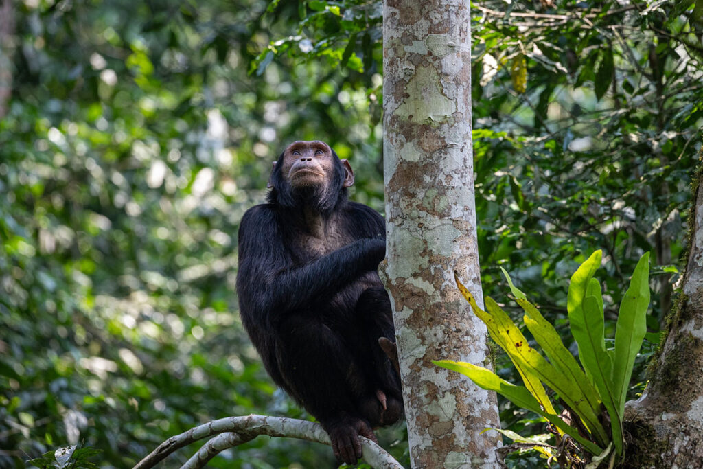 11 Day Uganda & Rwanda Primates and Wildlife Safari