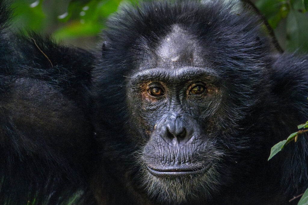 5 Day Uganda Gorilla and Chimpanzee Trekking Safari
