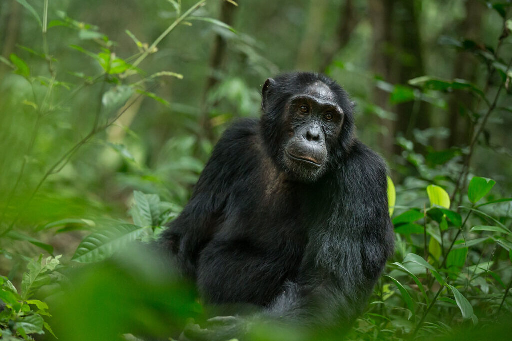 Chimpanzee Trekking in East Africa