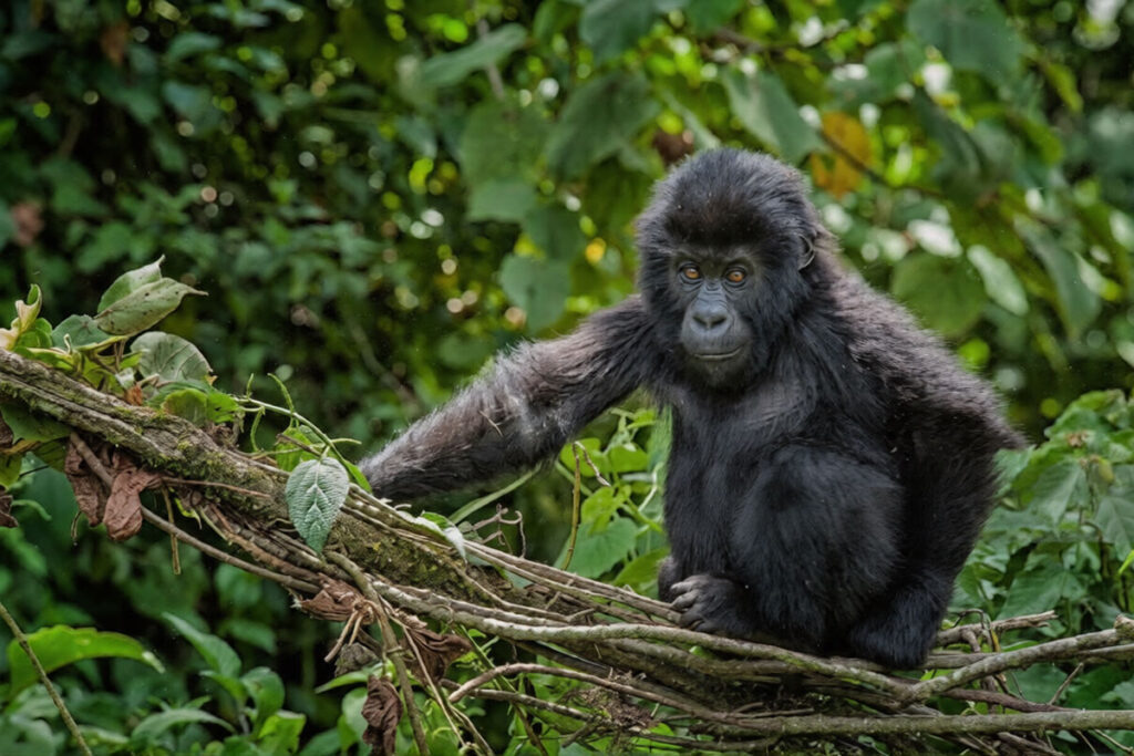 Eastern Lowland Gorilla Trek in DR Congo
