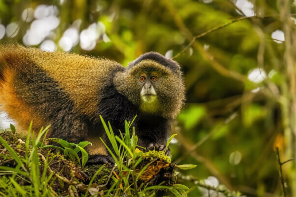 Golden Monkey Trekking in East Africa