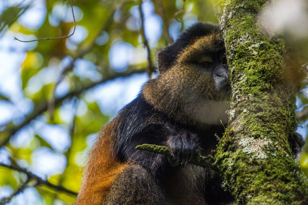 4 Day Uganda Gorilla Trekking & Golden Monkey Safari from Kigali