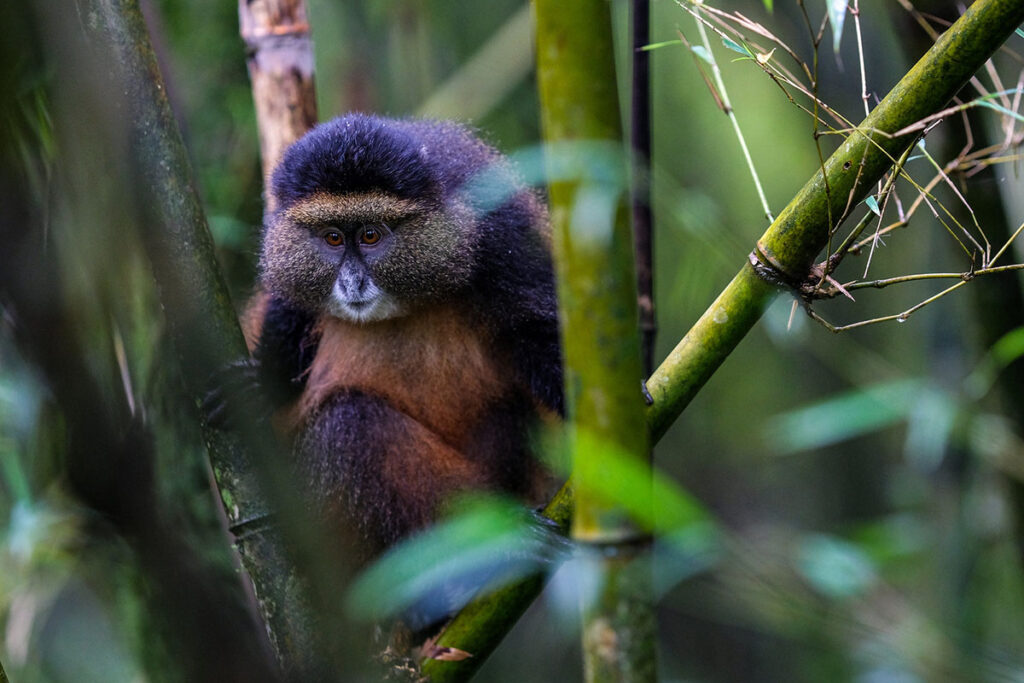3 Day Rwanda Gorilla Trekking and Golden Monkey Safari