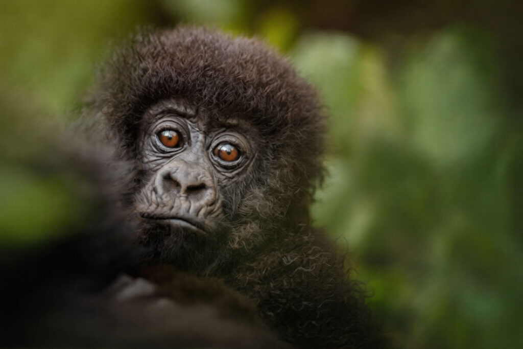 5 Day Nyiragongo Volcano Hike & Gorilla Trekking in DR Congo