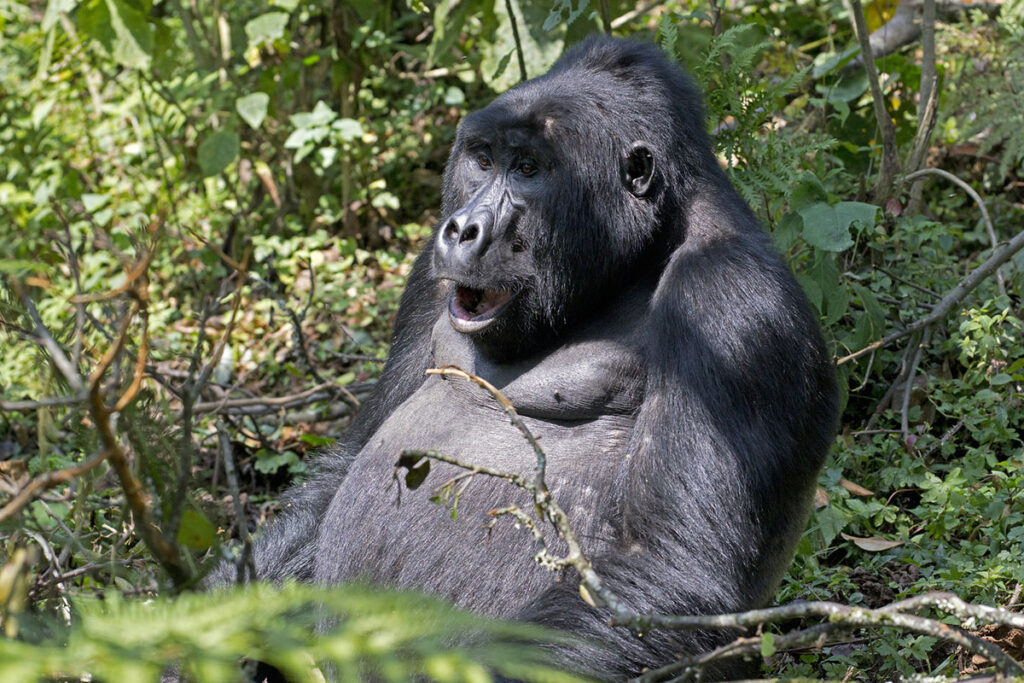 Bwindi Impenetrable National Park