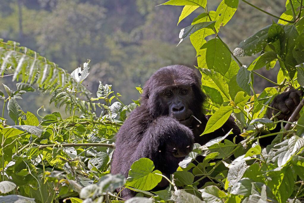 10 Day Kenya Wildlife Safari & Uganda Gorilla Trekking Tour