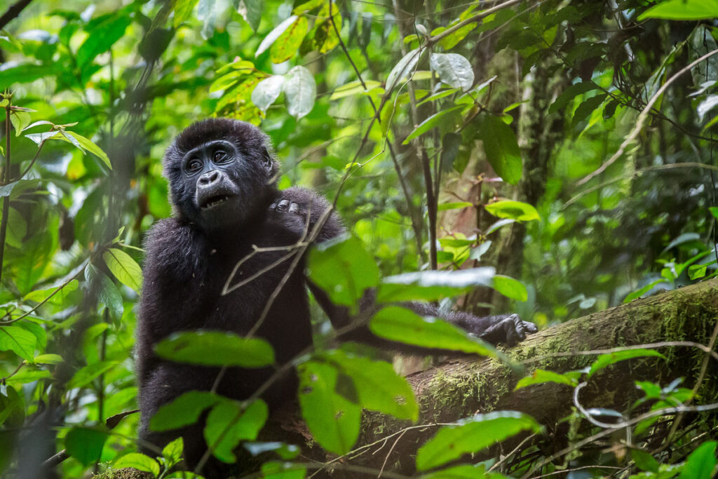 8 Day Uganda Safari from Kigali