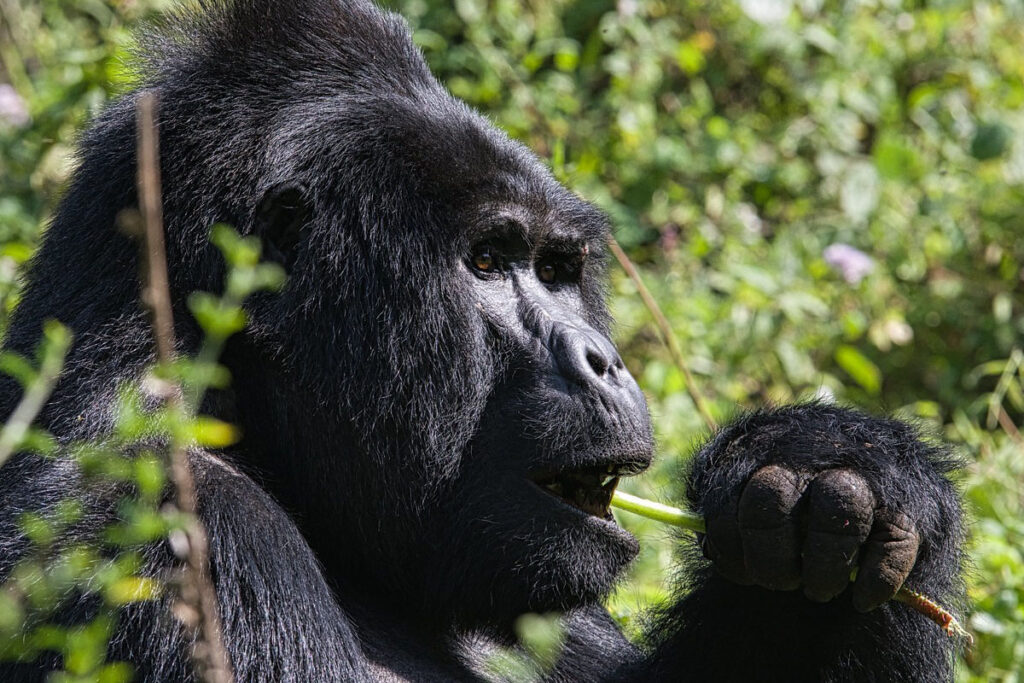 3 Day Uganda Gorilla Trekking Safari from Kigali