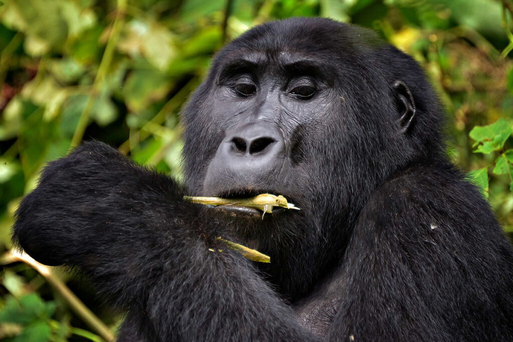 8 Day Uganda Primates and Wildlife Safari