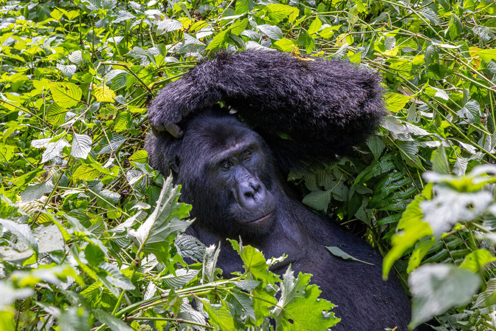 4 Day Double Gorilla Trekking Safari from Kigali