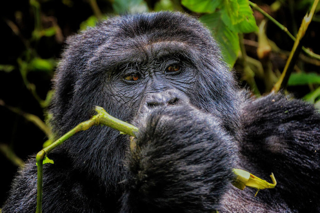 2 Day Uganda Gorilla Trekking Safari from Kigali