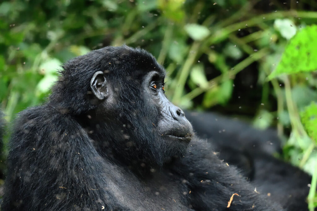 4 Day Uganda Gorilla Trekking & Habituation Safari from Kigali