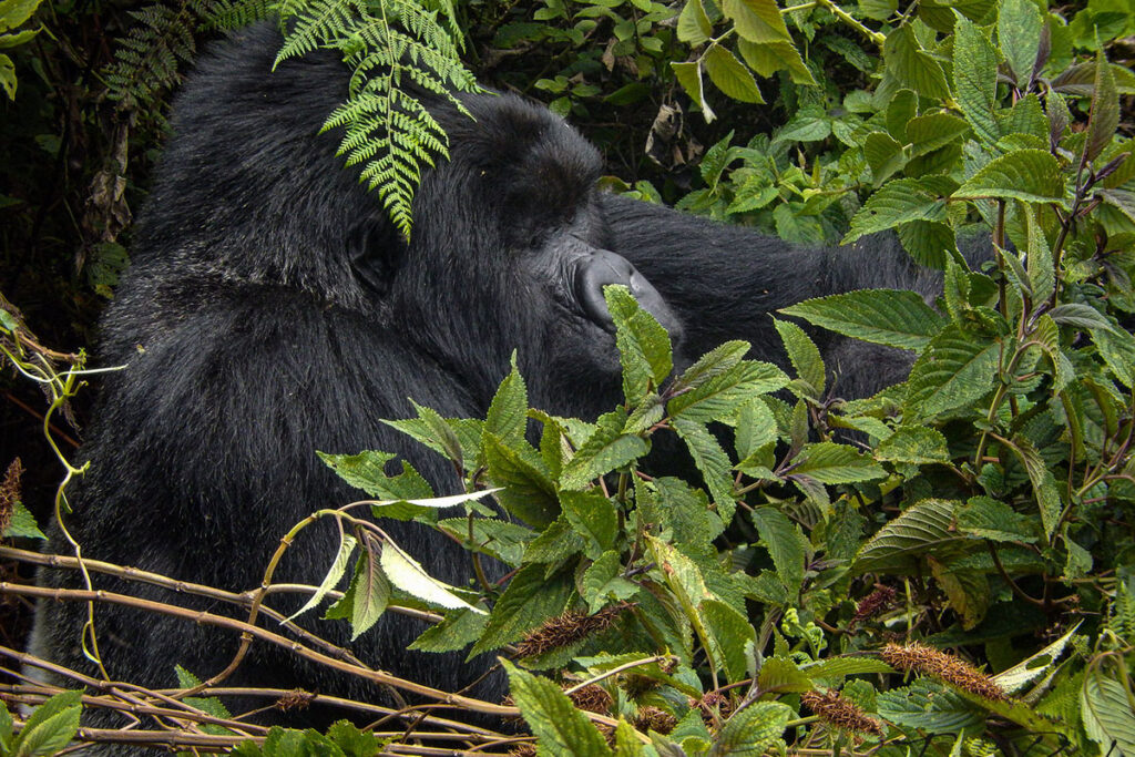 2 Day Rwanda Gorilla Trekking Safari