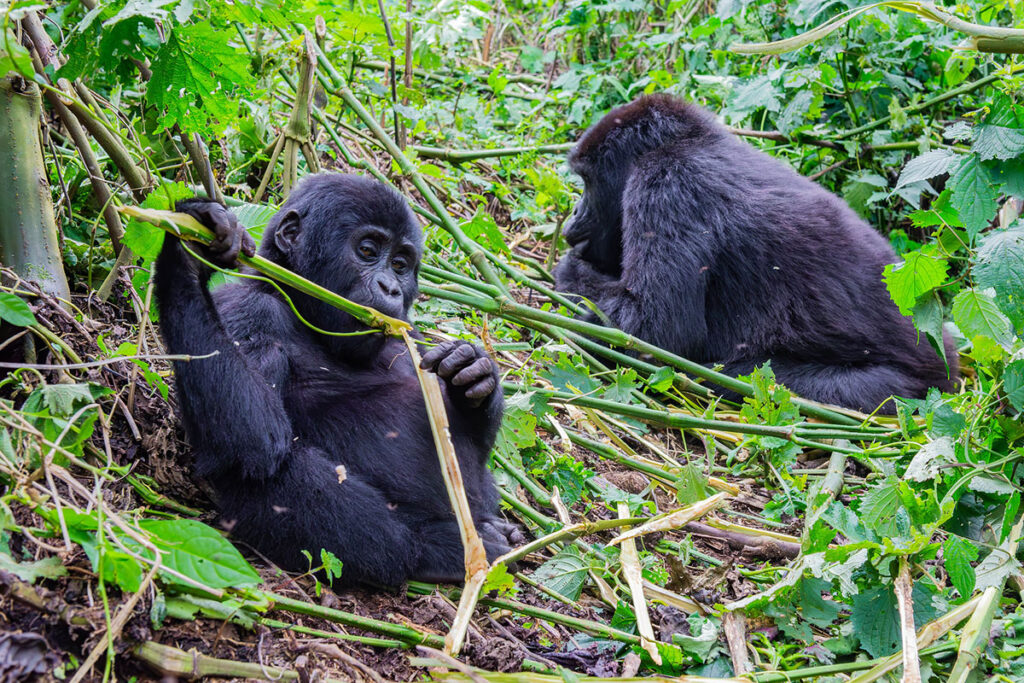 3 Day Uganda Gorilla Habituation Experience