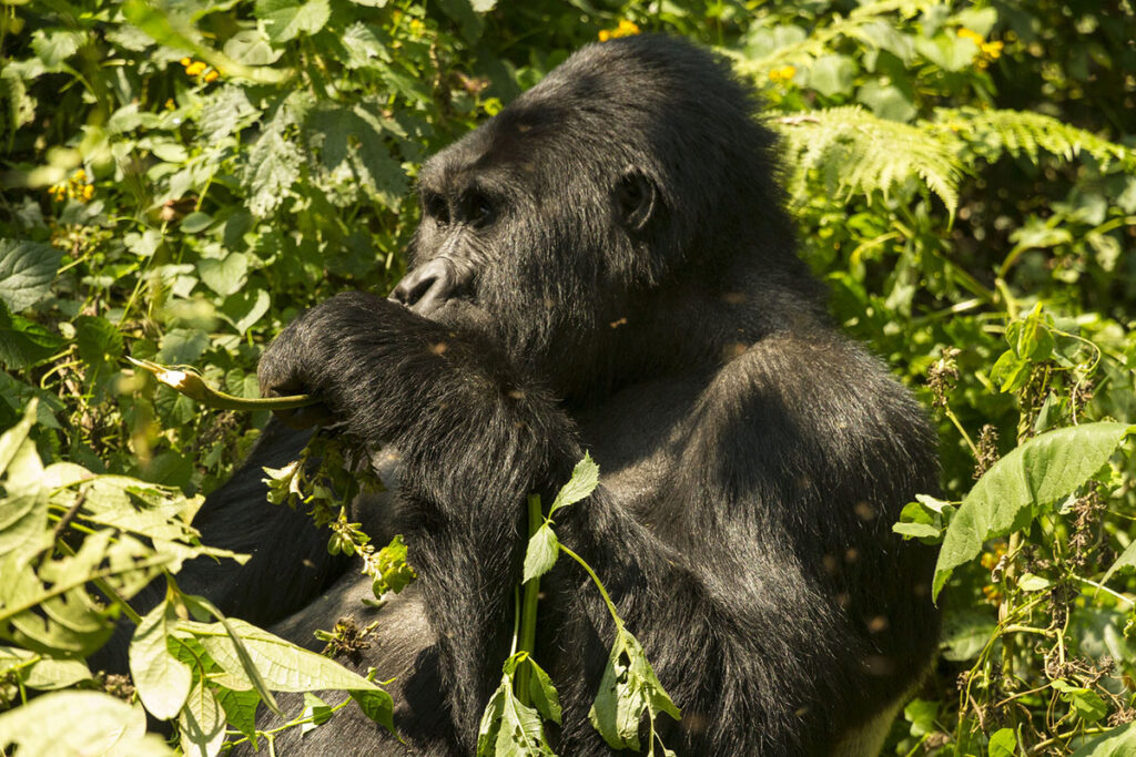 3 Day Uganda Gorilla Habituation Experience from Kigali