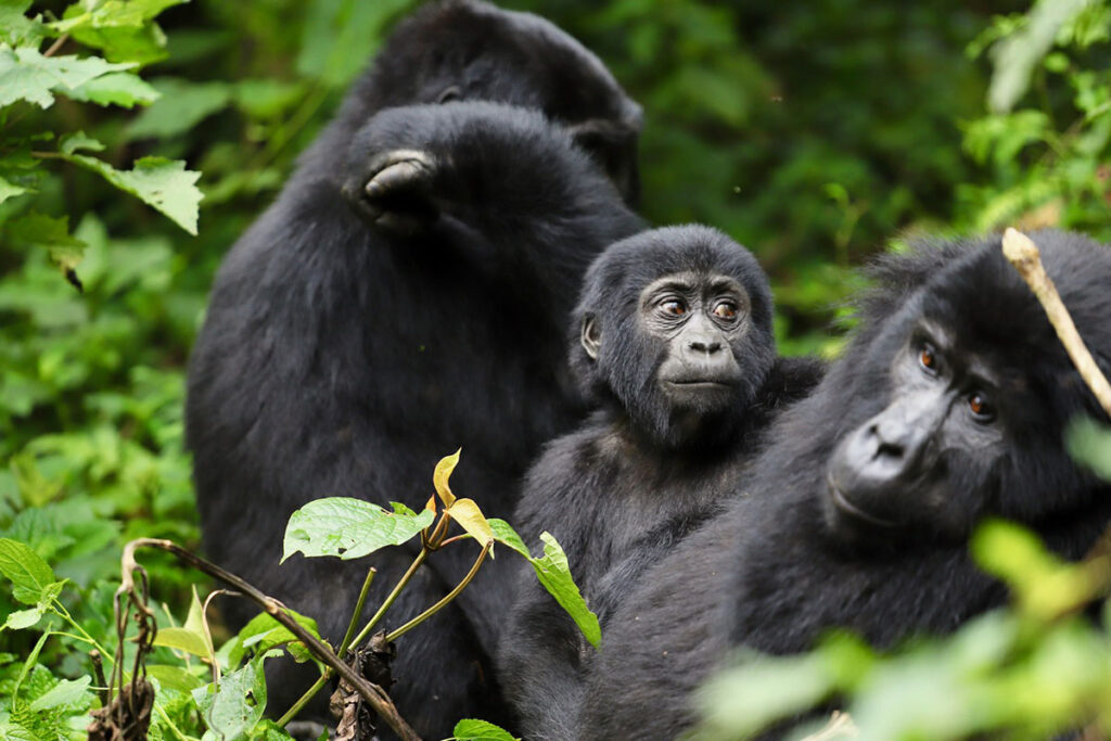 3 Day Uganda Gorilla Trekking Fly-in Safari