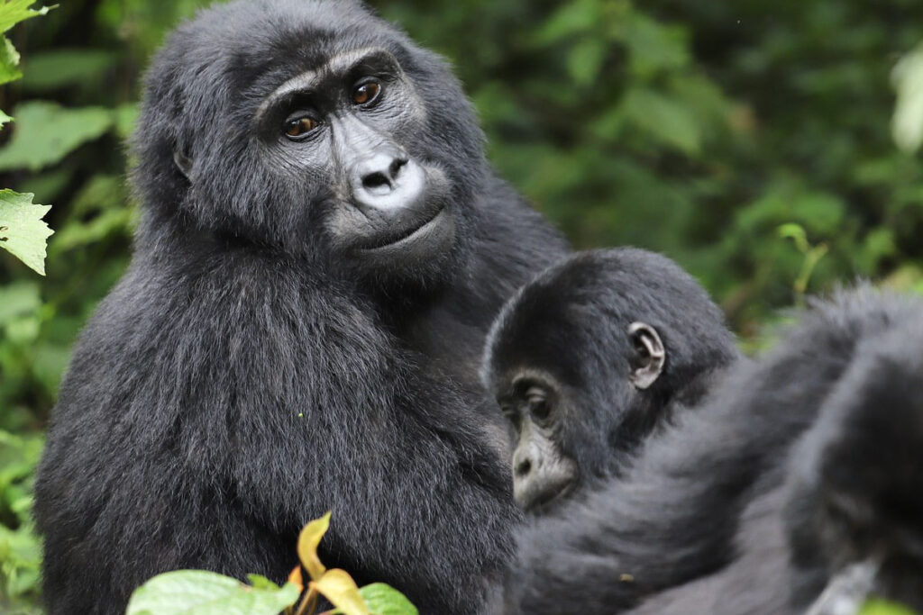 7 Day Uganda Gorilla Trekking, Chimpanzee Tracking and Wildlife Safari
