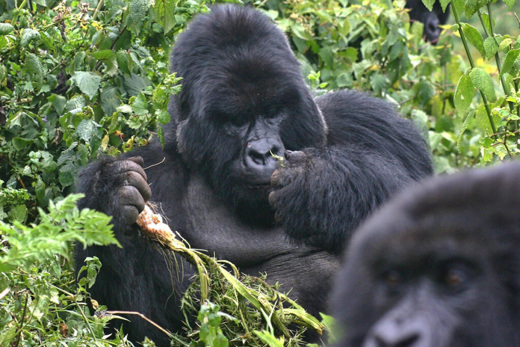 3 Day Mgahinga Gorilla Trekking Safari