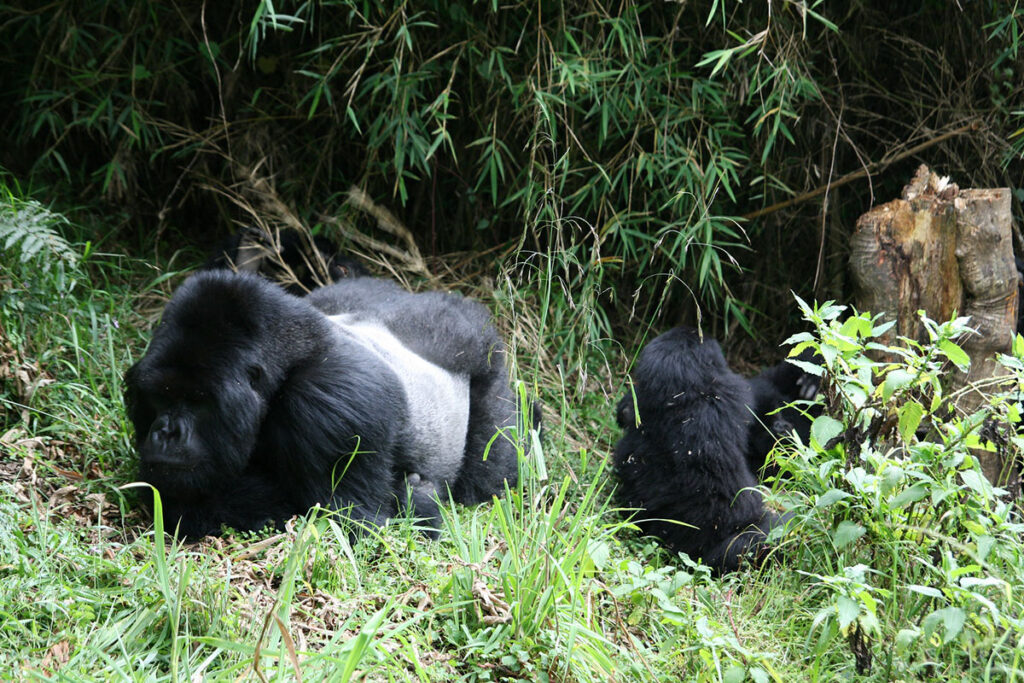 Gorilla Trekking Experience in Africa
