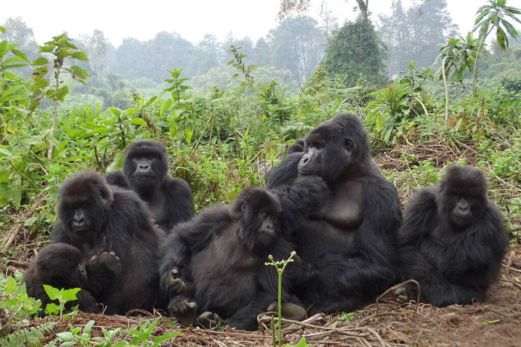 6 Day Rwanda Gorilla, Chimpanzee & Golden Monkey Trekking Safari