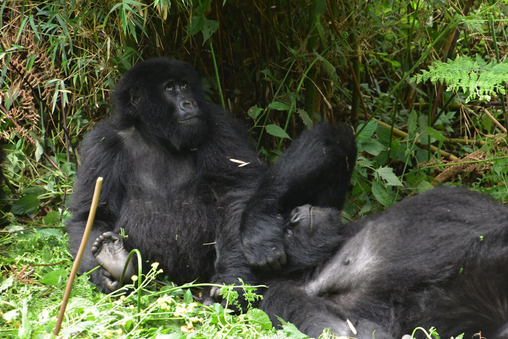 4 Day Rwanda Gorilla Trekking and Chimpanzee Safari