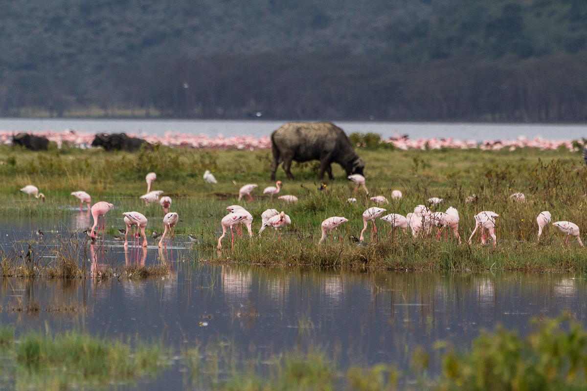 5 Day Kenya Wildlife Safari Adventure