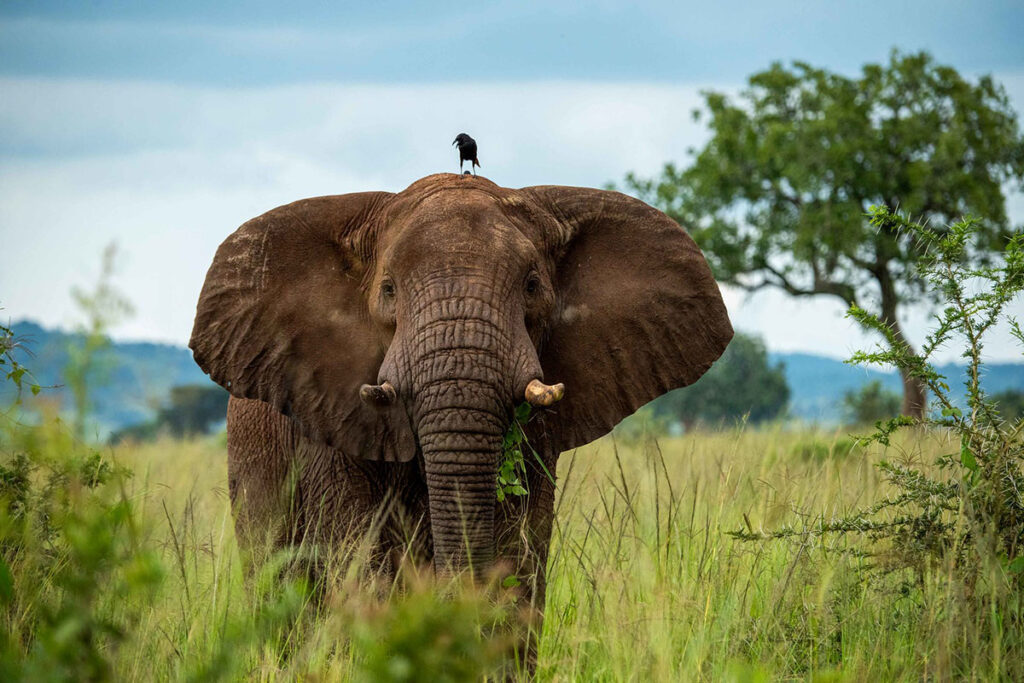7 Day Kidepo Valley & Murchison Falls Wildlife Adventure