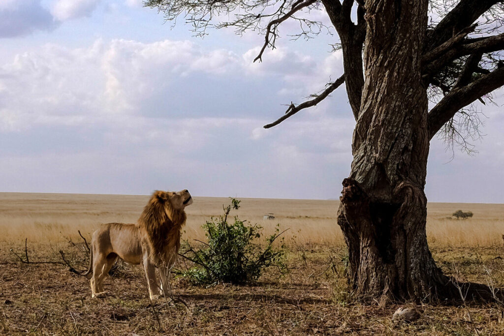 10 Day Ultimate Tanzania Safari Adventure