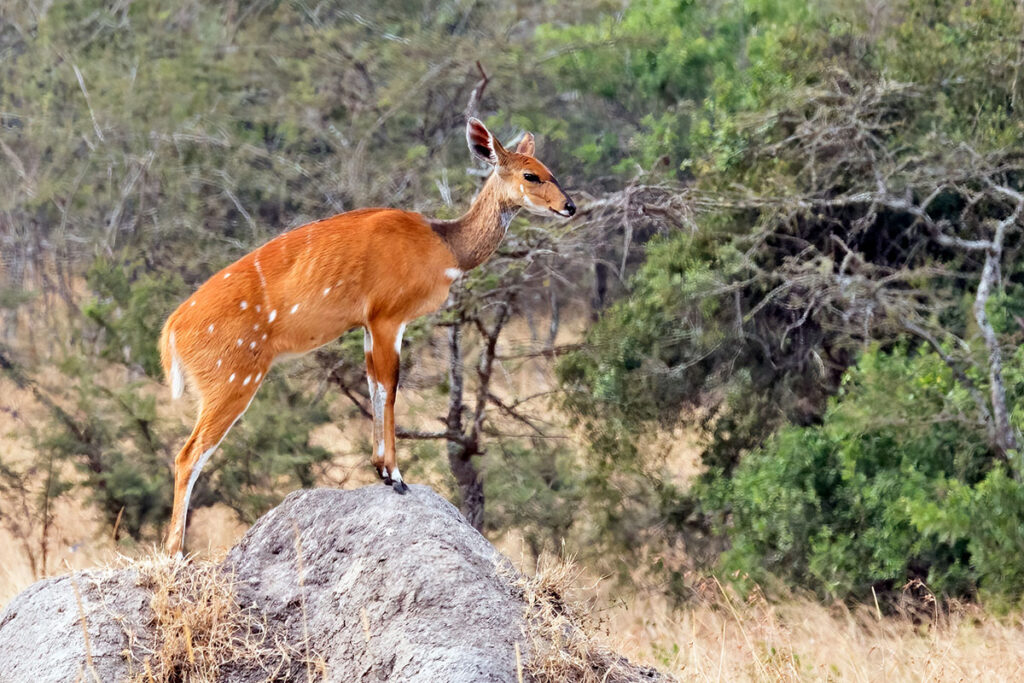 Lake Mburo National Park