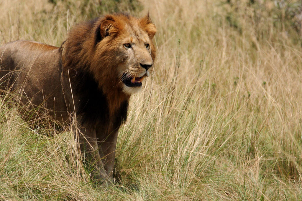 5 Day Uganda Gorilla Trekking and Wildlife Safari
