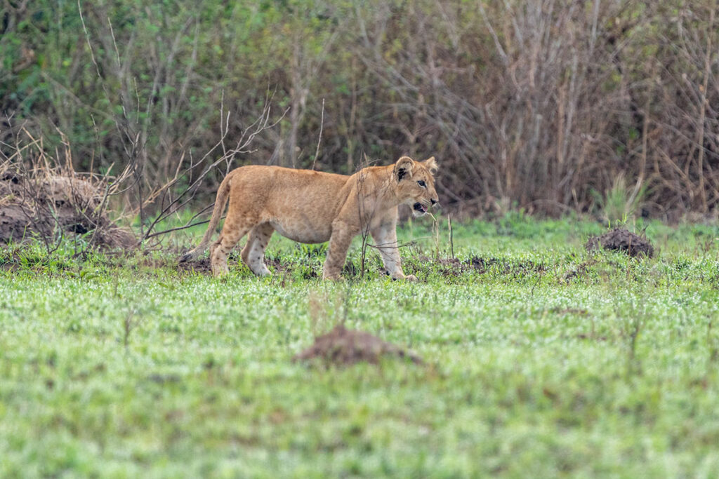 3 Day Queen Elizabeth National Park Safari