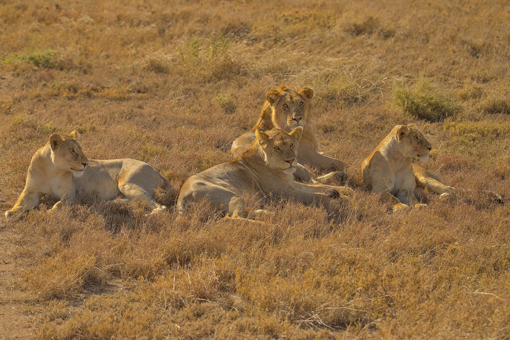 5 Day Tanzania Wildlife Safari Adventure