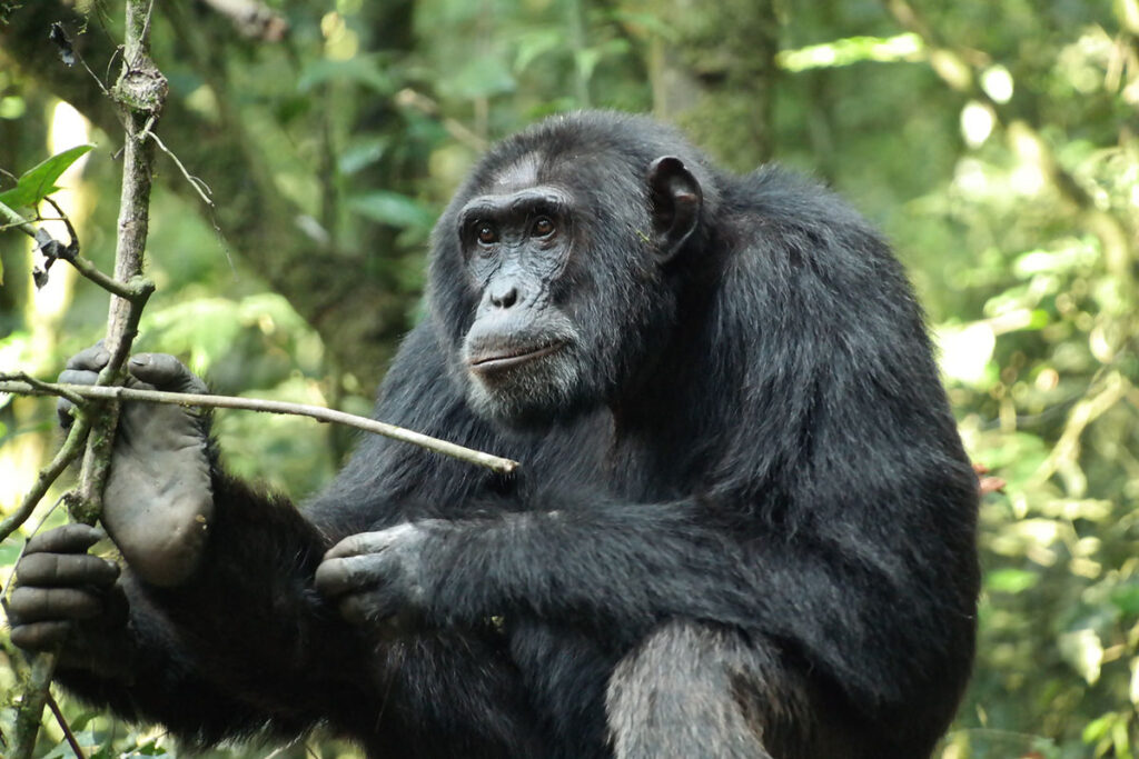 3 Day Uganda Chimpanzee Tracking Safari