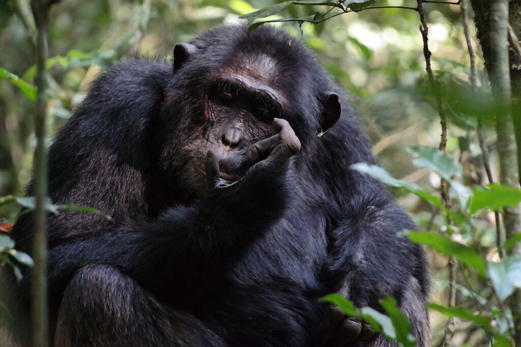 5 Day Uganda Gorilla & Chimpanzee Safari from Kigali