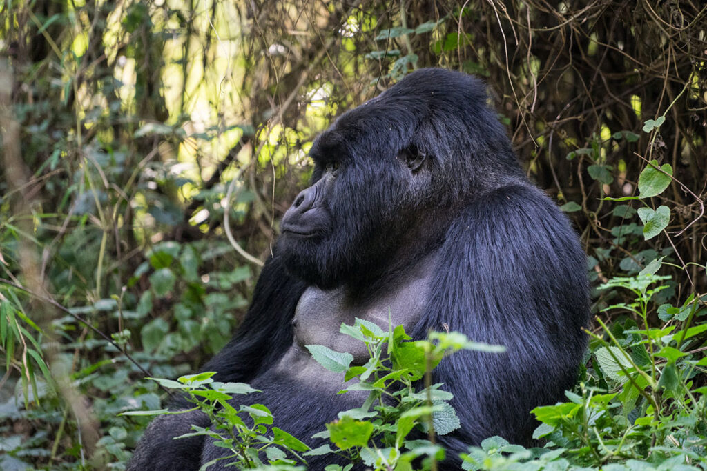 Mgahinga Gorilla National Park