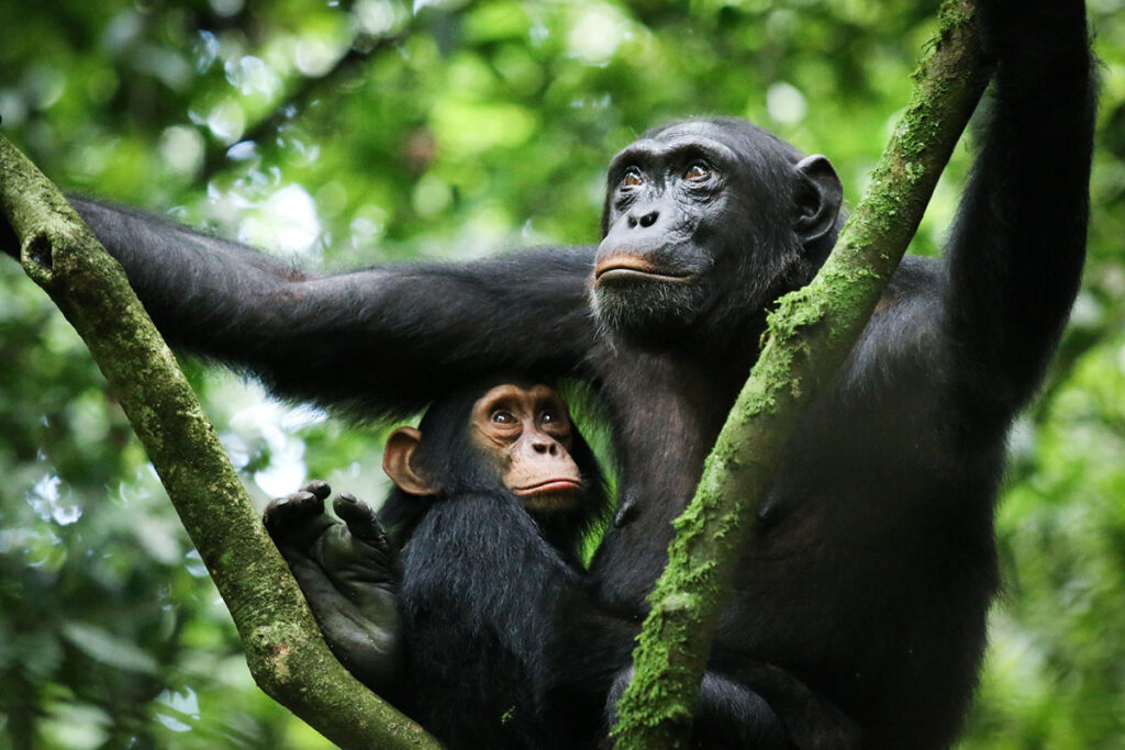 Kibale Forest National Park
