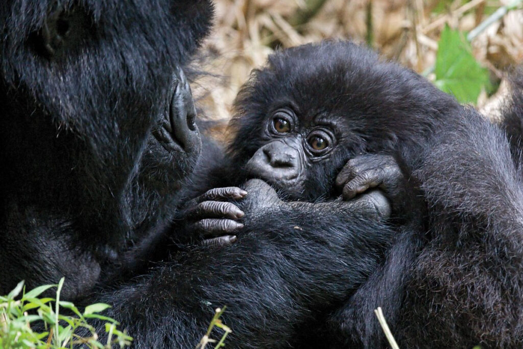 8 Day Best of Rwanda Safari