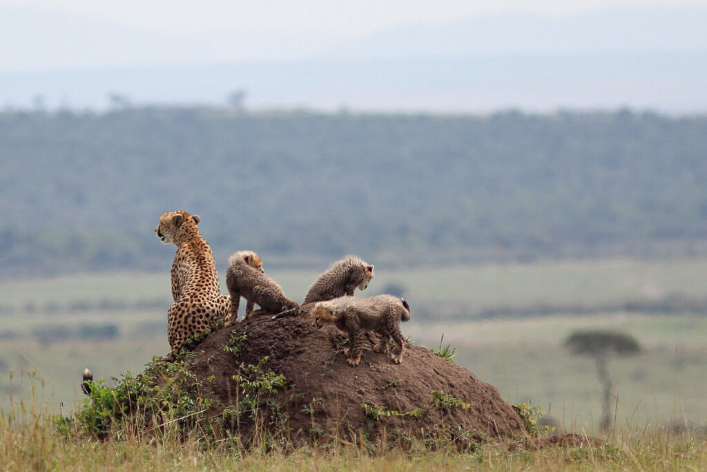 3 Day Masai Mara Wildlife Safari