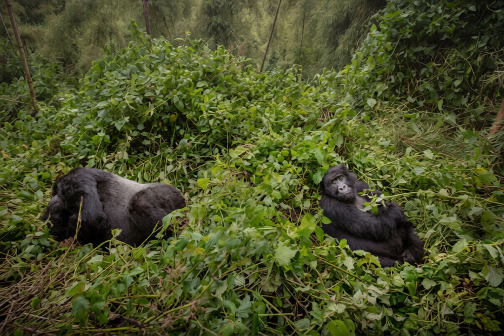 3 Day Gorilla Trekking in DR. Congo