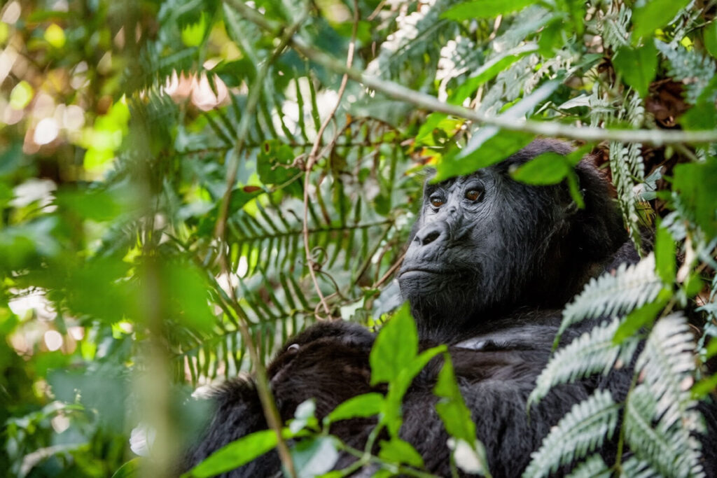 4 Day Gorilla & Chimpanzee Trekking Safari in DR Congo