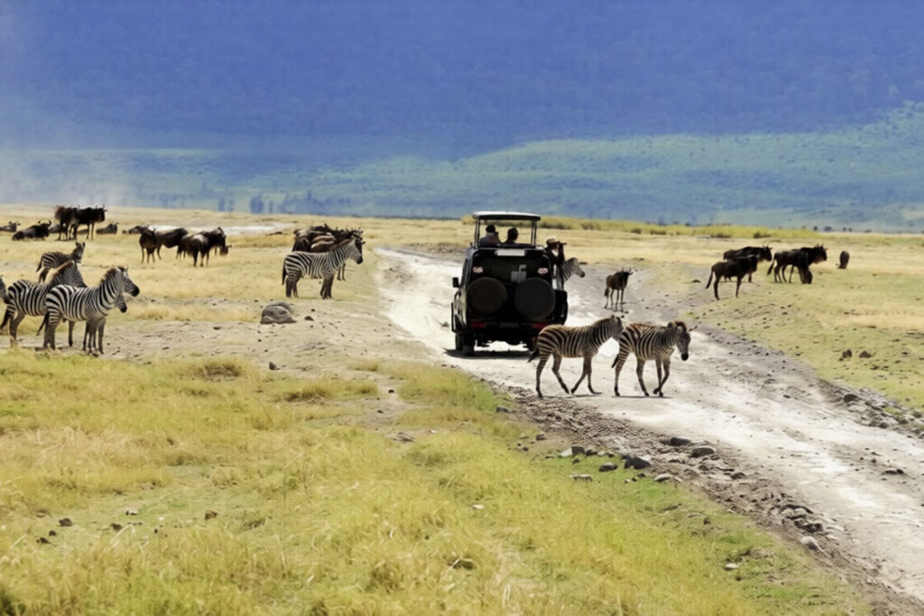 3 Day Tanzania Wildlife Safari