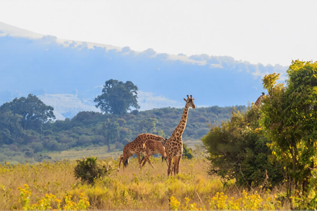 Nyerere National Park
