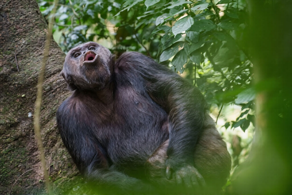 Nyungwe Forest National Park