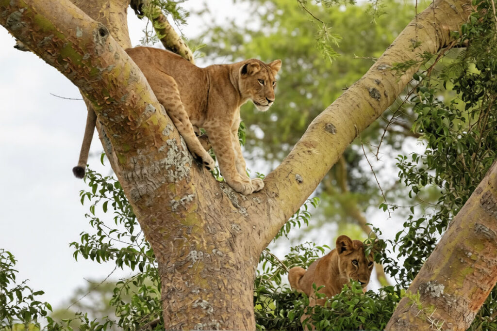 Queen Elizabeth National Park
